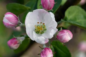 Fototapeta na wymiar Flowers on an apple tree branch in the garden in spring