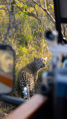 leopard cub looking back at a safari vehicle