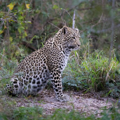 Fototapeta na wymiar a leopard in the wild