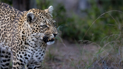 leopardess growling , showing her teeth