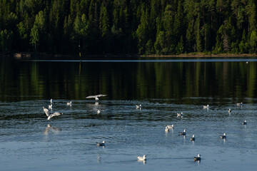A group of white gulls sits on a calm surface of the water on a clear summer day.