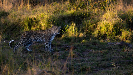 leopard cub in the wild, close up.