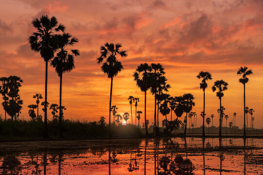 Sunrise at rice field with toddy or sugar palm (Borassus flabellifer), peaceful rural and countryside nature scene