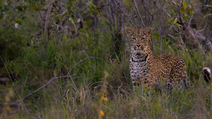 leopard cub in the wild, close up.