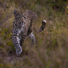 Leopard cub, on the move