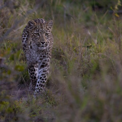 Leopard cub, on the move