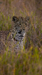 leopard cub in the wild, close up.