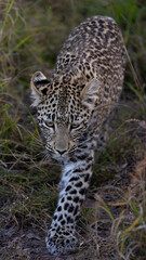 Leopard cub, on the move