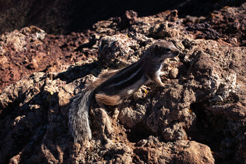 Curious barbary ground squirrel at volcano caldera Calderón Hondo Fuerteventura Atlantoxerus getulus