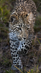 Obraz na płótnie Canvas leopard cub in the wild, close up.
