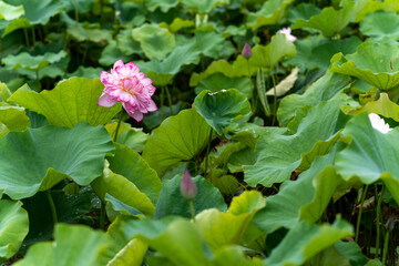 lotus flower in pond