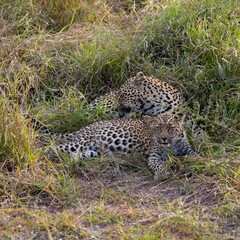 Leopardess and her young cub