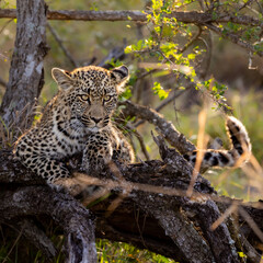 a leopard cub resting on a dead tree in golden light