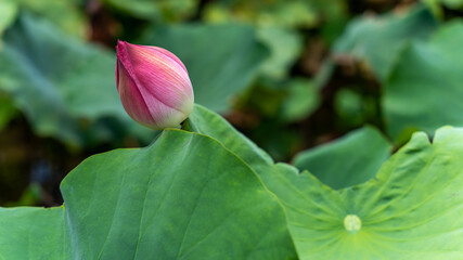 close up of lotus