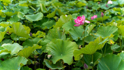 Obraz na płótnie Canvas lotus flower in pond