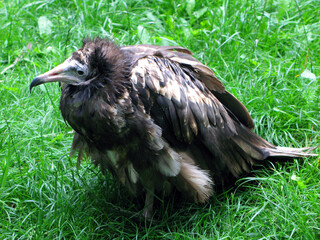 Large bird of prey with a curved beak Necrosyrtes monachus against the background of green grass close-up