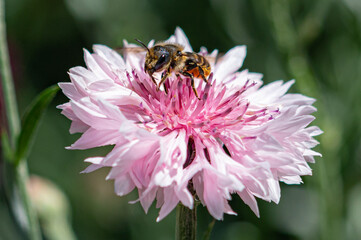 Willugby's leafcutter bee, Megachile willughbiella,  collecting nectar pollen from pink cornflower wild plant