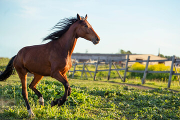 Obraz premium running bay horse at paddock. sunny evening. close up