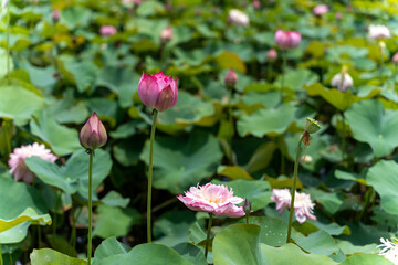 Lotus flower in pond