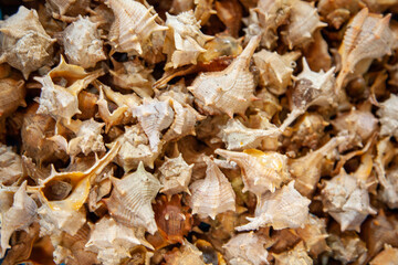 Texture coquillages piquants.