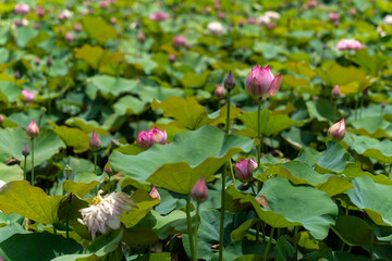 Lotus in pond