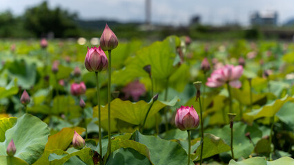 Obraz na płótnie Canvas Lotus in pond