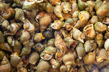 Texture escargots de mer.