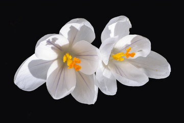 Macro of white crocus blossoms