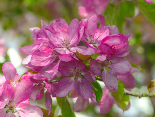 Fototapeta premium Flowering apple tree with pink blossoms