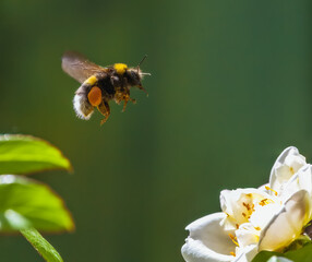 Bumblebee flying to a white rose blossom