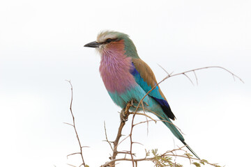 Lilac-breasted Roller, Kruger National Park, South Africa