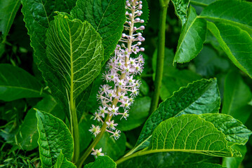 A plant with white inflorescences called Szkarłatka Jagodowa, growing in sunny positions on the Biała river in the city of Białystok in Podlasie in Poland.