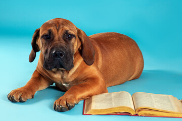 Cute big little puppy of Boerboel breed lying down on blue background with with open book near. Closeup studio portrait of pretty dog, copy space.