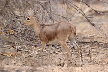 Steenbok, Kruger National Park, South Africa