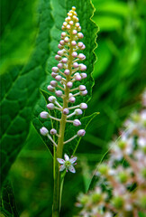 A plant with white inflorescences called Szkarłatka Jagodowa, growing in sunny positions on the Biała river in the city of Białystok in Podlasie in Poland.