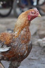 chicken