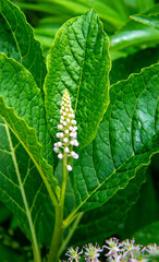 A plant with white inflorescences called Szkarłatka Jagodowa, growing in sunny positions on the Biała river in the city of Białystok in Podlasie in Poland.