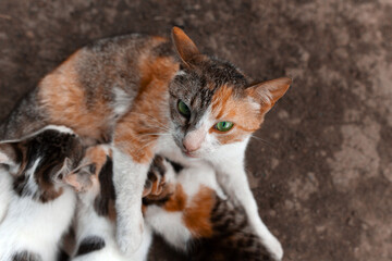 Fototapeta na wymiar Green-eyed red spotted cat looks into the lens. Breastfeeds 3 kittens