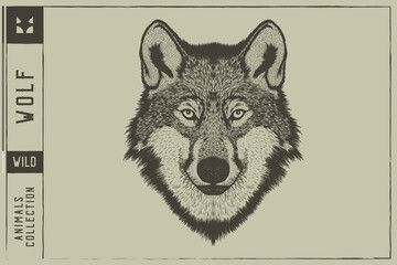  Wolf head Vector illustration - Hand drawn - Out line