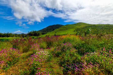 Fototapeta premium Finca Rustica Naguabo