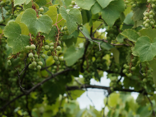 Green, unripe, young wine grapes in vineyard, early summer in vineyard