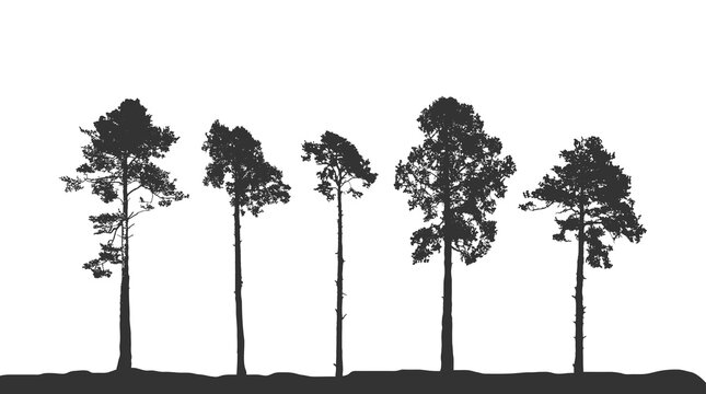 Set of Realistic Tall Pines Black Silhouettes. Coniferous Trees Isolated on white background.  Vector illustration