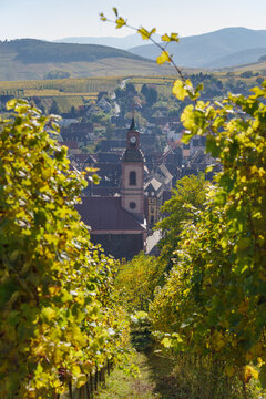 Riquewihr village from across vineyard, France