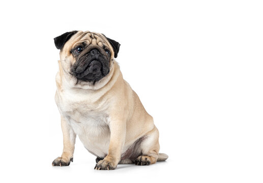 Funny pug sitting isolated on a white background