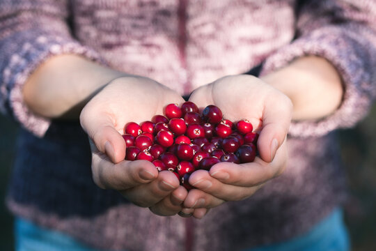 Girl holding palms full of fresh ripe cranberries