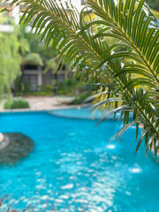 Fototapeta na wymiar Palm tree leaves with swimming pool view