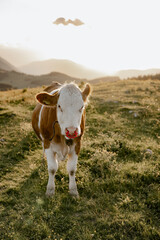Fototapeta na wymiar Kühe auf der Alm, Steiermark, Österreich