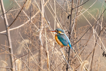 Close-up of a blue kingfisher sitting on a branch