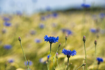 Kornblume