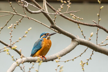 Close-up of a blue kingfisher sitting on a branch